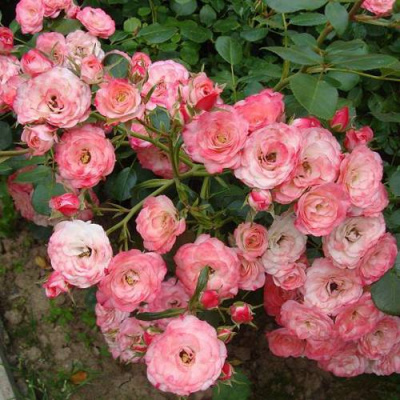 Роза ПАТ ДЕ ВЕЛЮР шраб в Шымкенте