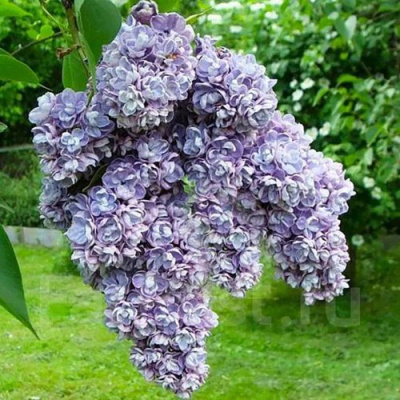Сирень АМИ ШОТТ в Шымкенте