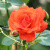 Роза АНЖЕЛИКА чайно-гибридная в Шымкенте