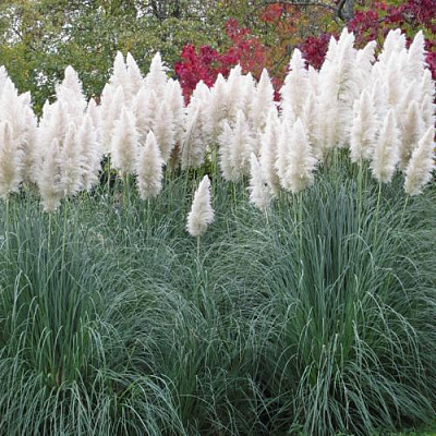 Кортадерия белая (пампасная трава) в Шымкенте