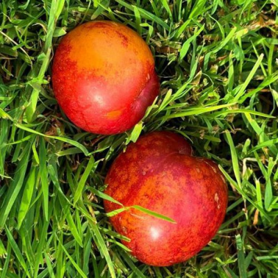 Шарафуга НЕКТАРИННАЯ в Шымкенте