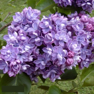 Сирень АМИ ШОТТ в Шымкенте