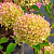 Гортензия ЖЕМЧУЖИНА ФЕСТИВАЛЯ метельчатая в Шымкенте