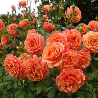 Роза БЕЛЬВЕДЕР шраб в Шымкенте