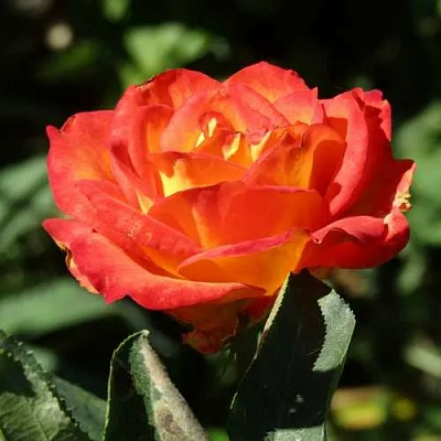 Роза ЛИНА чайно-гибридная в Шымкенте