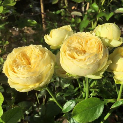 Роза КАТАЛИНА спрей в Шымкенте