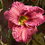 Лилейник НОВЭЕ ТУ ХАЙД гибридный в Шымкенте