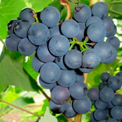 Виноград ЮОДУПЕ в Шымкенте