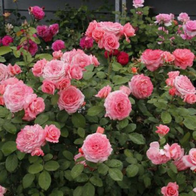 Роза ИНСТИТУТ ЛЮМЬЕР шраб в Шымкенте