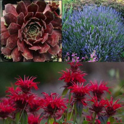 Комплект ФИОЛЕТОВОЕ ВДОХНОВЕНИЕ в Шымкенте