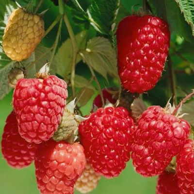 Малина ХИМБО-ТОП в Шымкенте