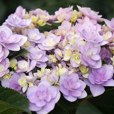 Гортензия Ю ЭНД МИ ФОРЕВЕР крупнолистная в Шымкенте