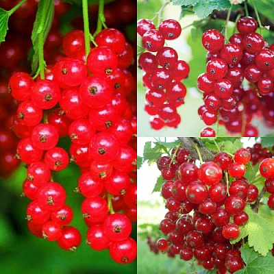 Комплект КРАСНЫЙ УРОЖАЙ в Шымкенте