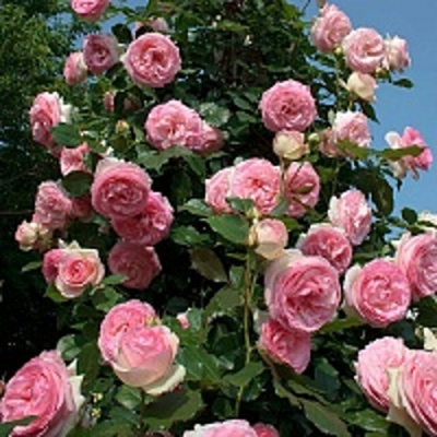 Роза ПЬЕР ДЕ РОНСАР плетистая в Шымкенте