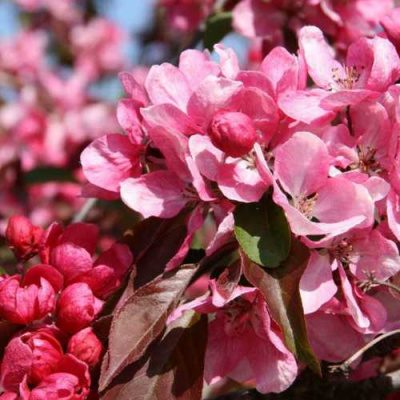 Яблоня РУДОЛЬФ декоративная  в Шымкенте