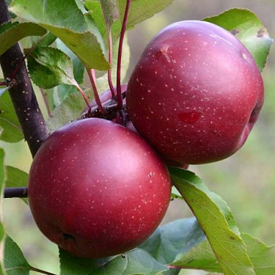 Яблоня красномясая в Шымкенте