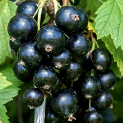 Смородина чёрная СЕЛЕЧЕНСКАЯ в Шымкенте