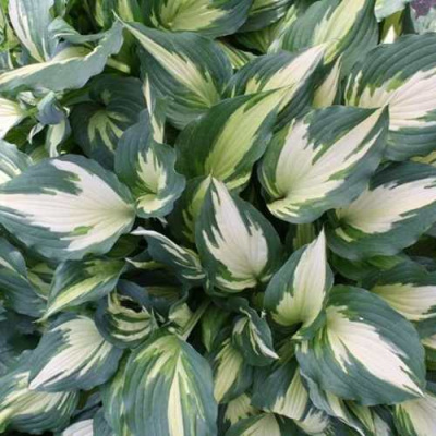 Хоста КРИСМАС КЭНДИ гибридная в Шымкенте