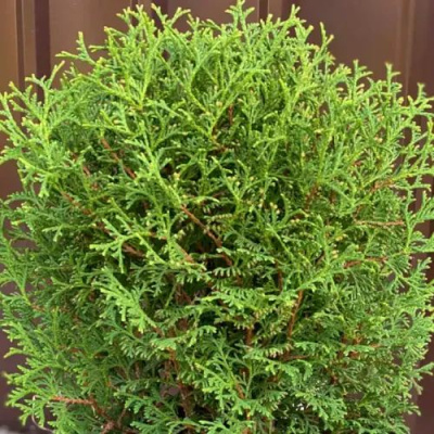 Туя ХОЗЕРИ западная в Шымкенте