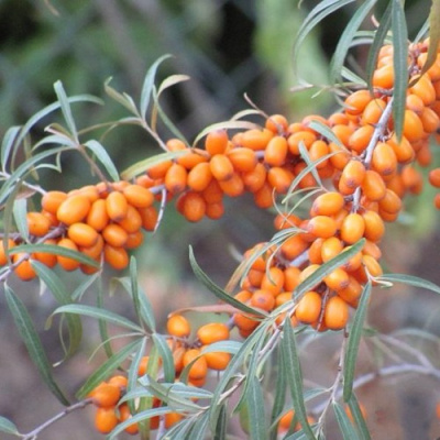 Облепиха БОТАНИЧЕСКАЯ ЛЮБИТЕЛЬСКАЯ в Шымкенте