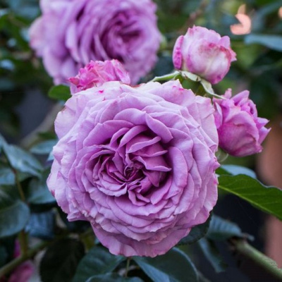 Роза СИЛЬВЕР КВИК плетистая в Шымкенте