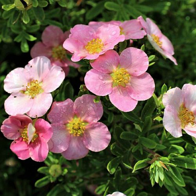 Лапчатка ЛАВЛИ ПИНК кустарниковая в Шымкенте