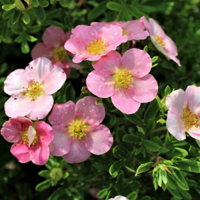 Лапчатка ЛАВЛИ ПИНК кустарниковая в Шымкенте