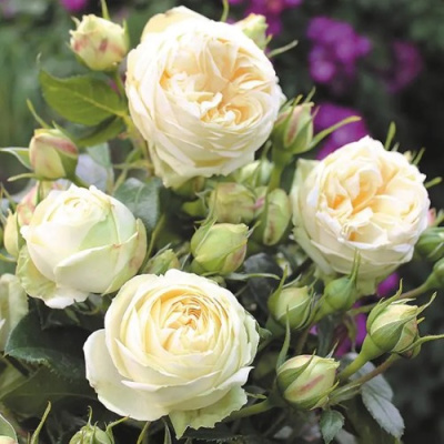 Роза ВЕНДИНГ ПИАНО чайно-гибридная в Шымкенте