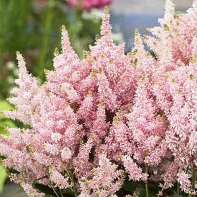 Астильба ЮНИК САЛМОН гибридная в Шымкенте