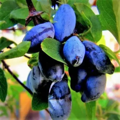 Жимолость съедобная БЛУ ТРЕЖЭ (ГОЛУБОЕ СОКРОВИЩЕ) в Шымкенте