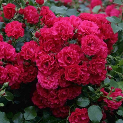 Роза почвопокровная РАДОСТЬ САДОВНИКА (ГАРТЕН ФРОЙДЕ) в Шымкенте