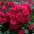 Роза почвопокровная РАДОСТЬ САДОВНИКА (ГАРТЕН ФРОЙДЕ) в Шымкенте
