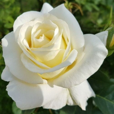 Роза МОНДИАЛЬ чайно-гибридная в Шымкенте