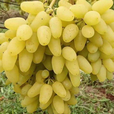 Виноград КИШМИШ АЛЕКС в Шымкенте