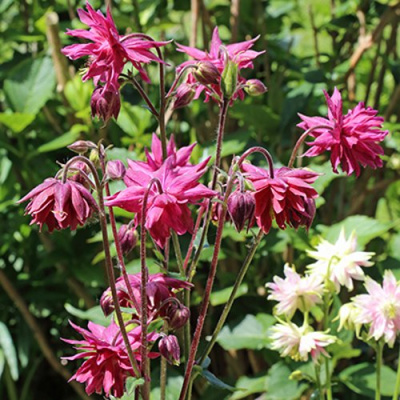 Аквилегия БАРЛОУ БОРДО обыкновенная в Шымкенте