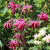 Аквилегия БАРЛОУ БОРДО обыкновенная в Шымкенте