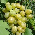 Виноград в Шымкенте