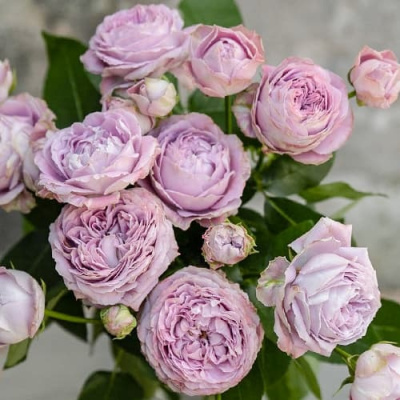 Роза ЛАВЕНДЕР БАБЛС спрей в Шымкенте