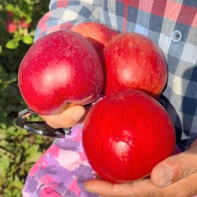 Яблоня ПАМЯТЬ СЮБАРОВОЙ в Шымкенте