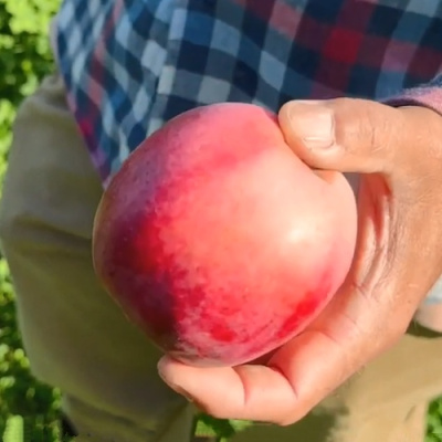 Яблоня АЗЕРБАЙДЖАНЕЦ декоративная в Шымкенте