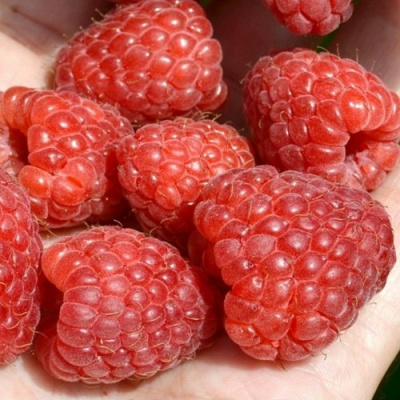 Малина ХЕРИТЕЙДЖ в Шымкенте