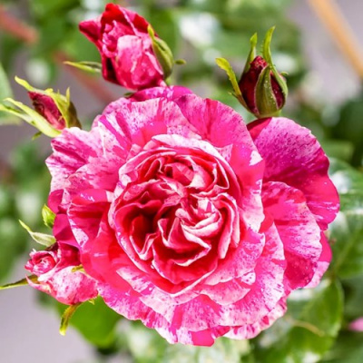 Роза ИНЕС САСТР плетистая в Шымкенте