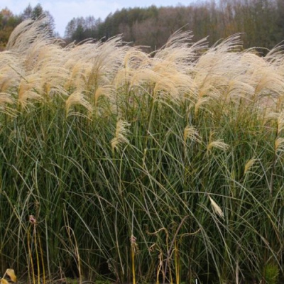 Мискантус ВАНИЛЛА СКАЙ китайский в Шымкенте