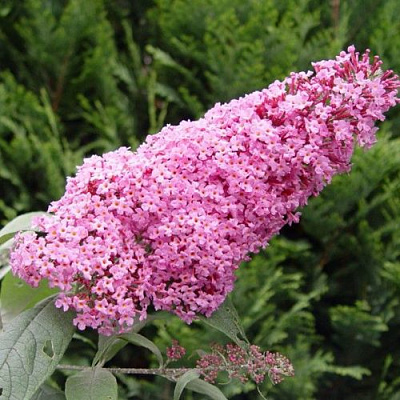 Буддлея давида ПИНК ДЕЛАЙТ в Шымкенте