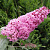 Буддлея давида ПИНК ДЕЛАЙТ в Шымкенте
