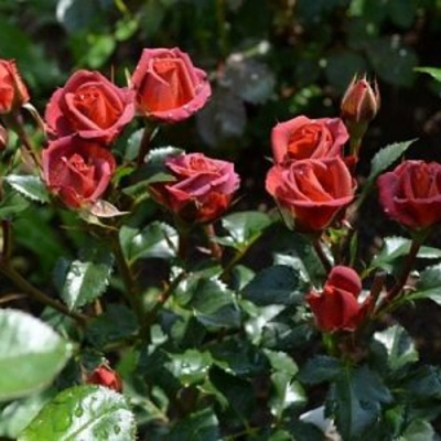 Роза ЧОКОЧИНО спрей в Шымкенте