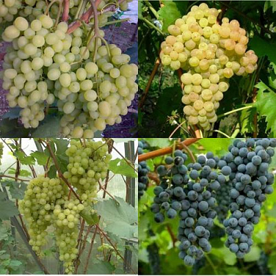 Комплект ВИНОГРАДНАЯ РАДУГА в Шымкенте