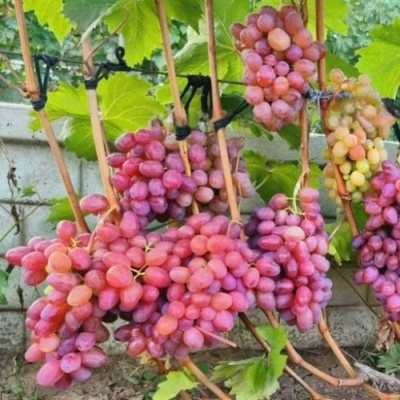 Виноград ДЫНЬКА в Шымкенте