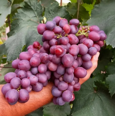 Виноград ПАМЯТИ УЧИТЕЛЯ в Шымкенте