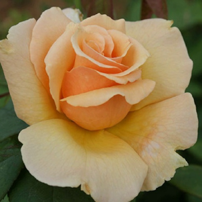 Роза МЕДАЛЬОН чайно-гибридная в Шымкенте